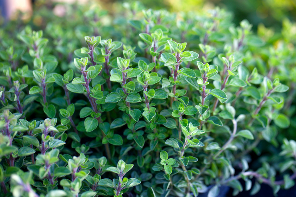 6. Naturalne antybiotyki: Oregano