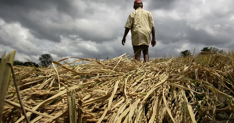  Severe droughts fueled Zambia’s inflation, but improved rainfall in 2025 is boosting hopes for recovery.