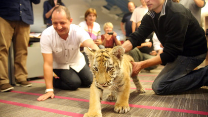 Óriásira nőtt Szibir, a felsőolajosi állatkert tigrise - fotók