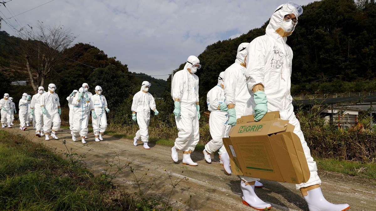 Farma drobiu w zachodniej Japonii, gdzie odnotowano przypadek ptasiej grypy, listopad 2020 r.