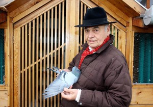 Zvonkova velika ljubav su golubovi pismonoše