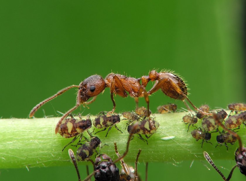 10 pomysłów na wykorzystanie fusów z kawy