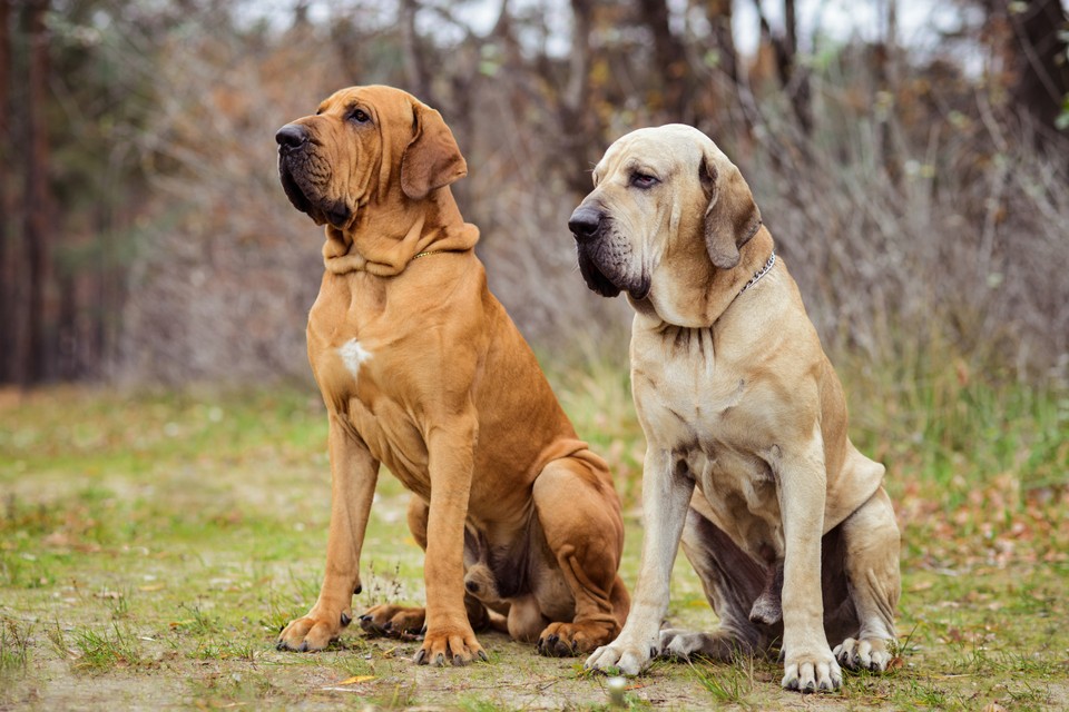 Fila brasileiro 