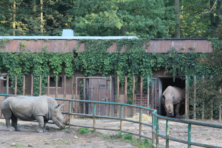 Aleksander Niweliński nowym dyrektorem ZOO?