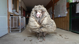 Döbbenet: 35 kilónyi gyapjú nőtt egy szökött birkára