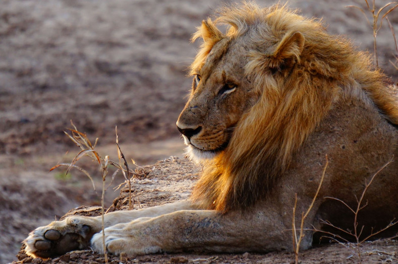 Lew w Zambii w obiektywie Doroty Kozarzewskiej