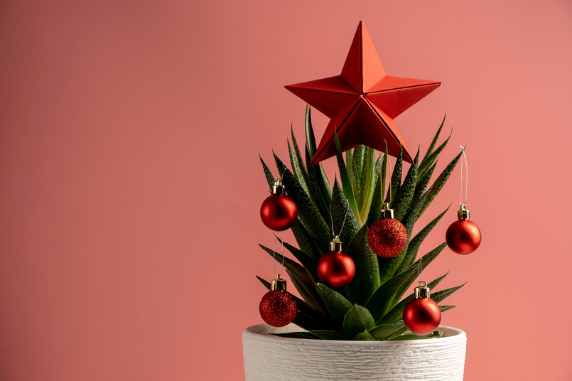 Succulent,With,Christmas,Decorations,On,Pink,Background,,Space,For,Text