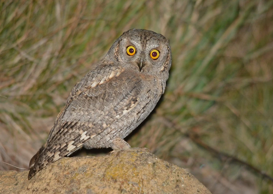 Odrasli ćuk dostiže 21 centimetar