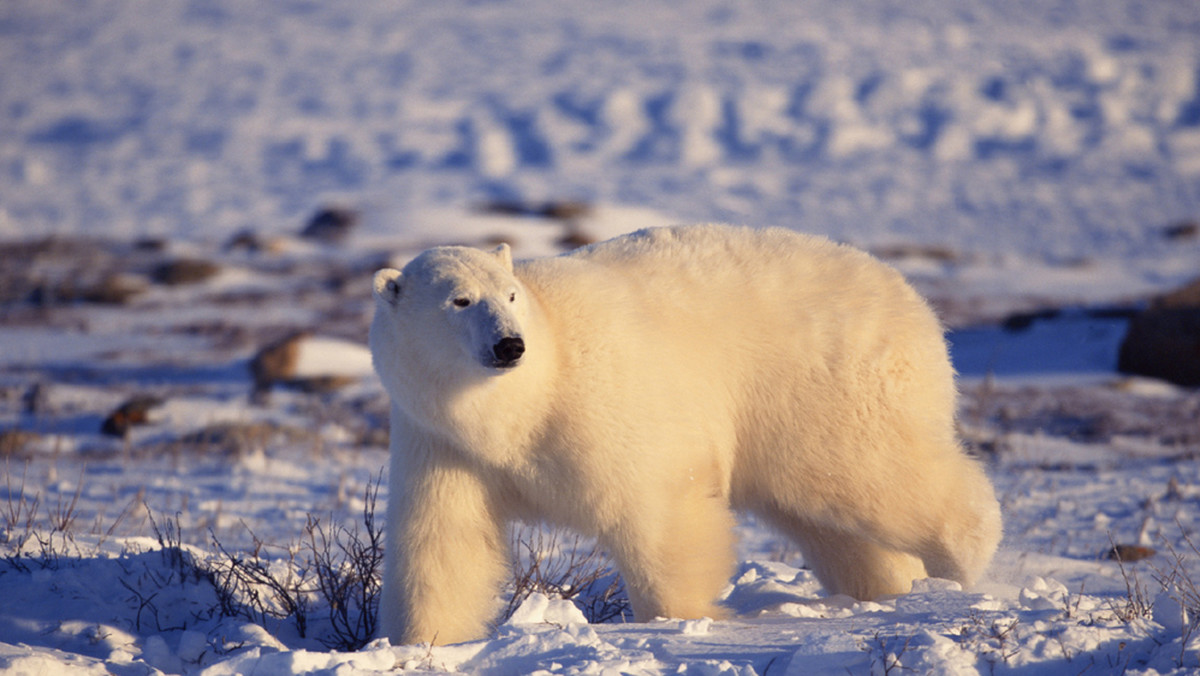 Niedźwiedź polarny zaatakował i zabił mężczyznę na obozowisku na Spitsbergenie - poinformowały lokalne norweskie władze. To pierwsze takie zdarzenie od 2011 r.