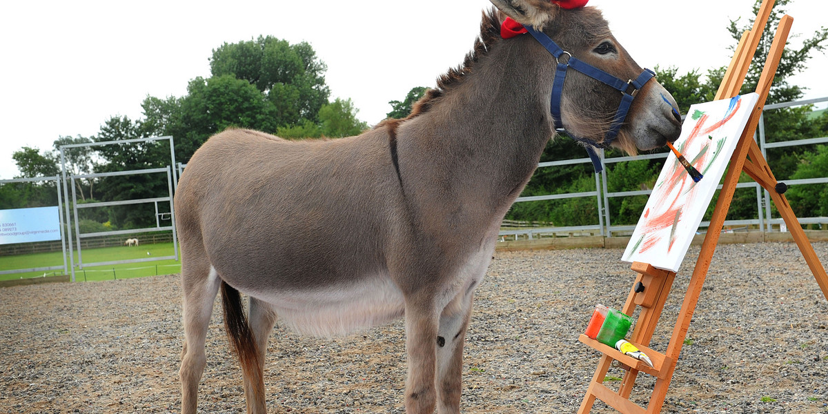 malujący osioł