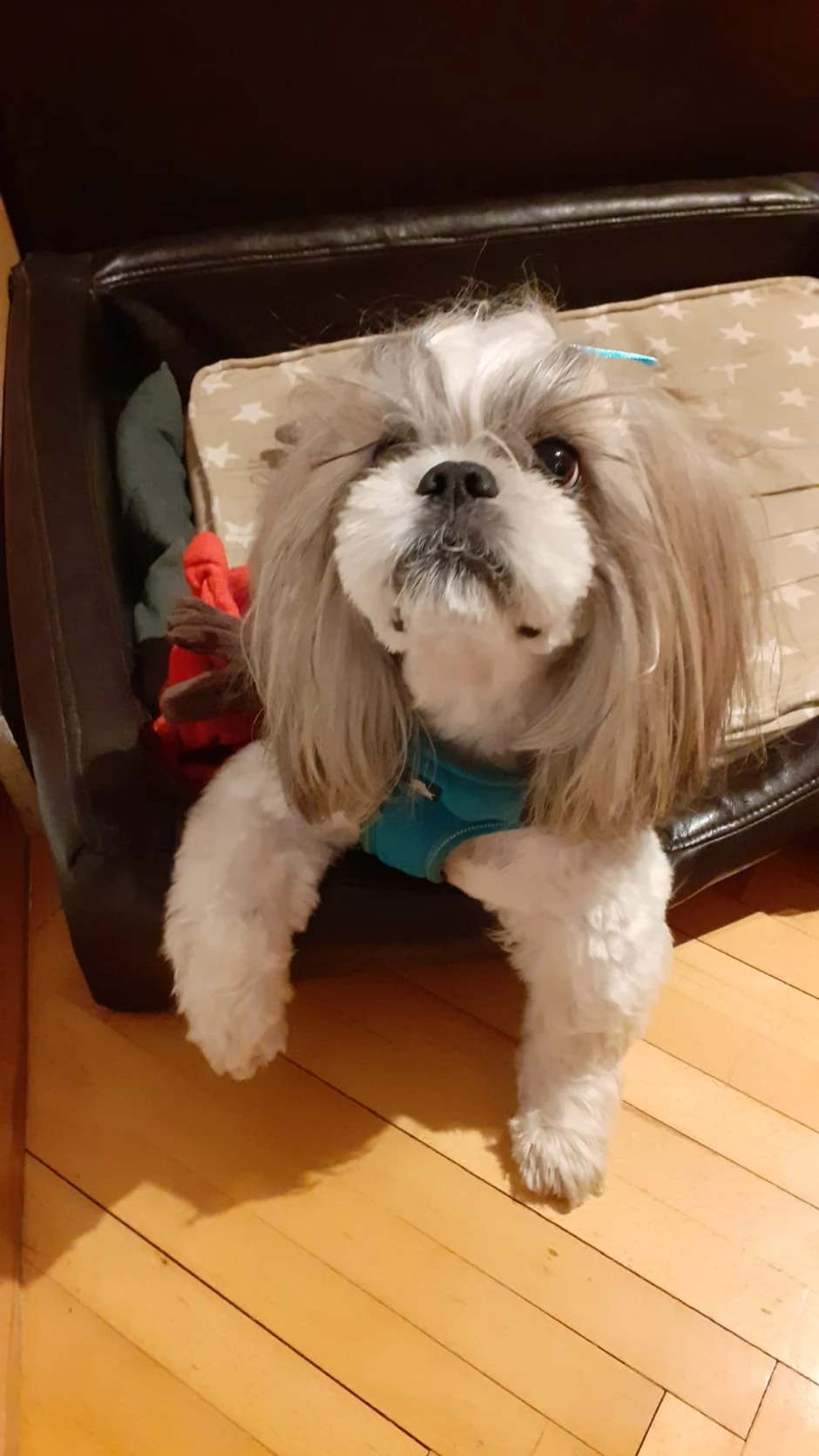 Pas koji je iznervirao komšiju