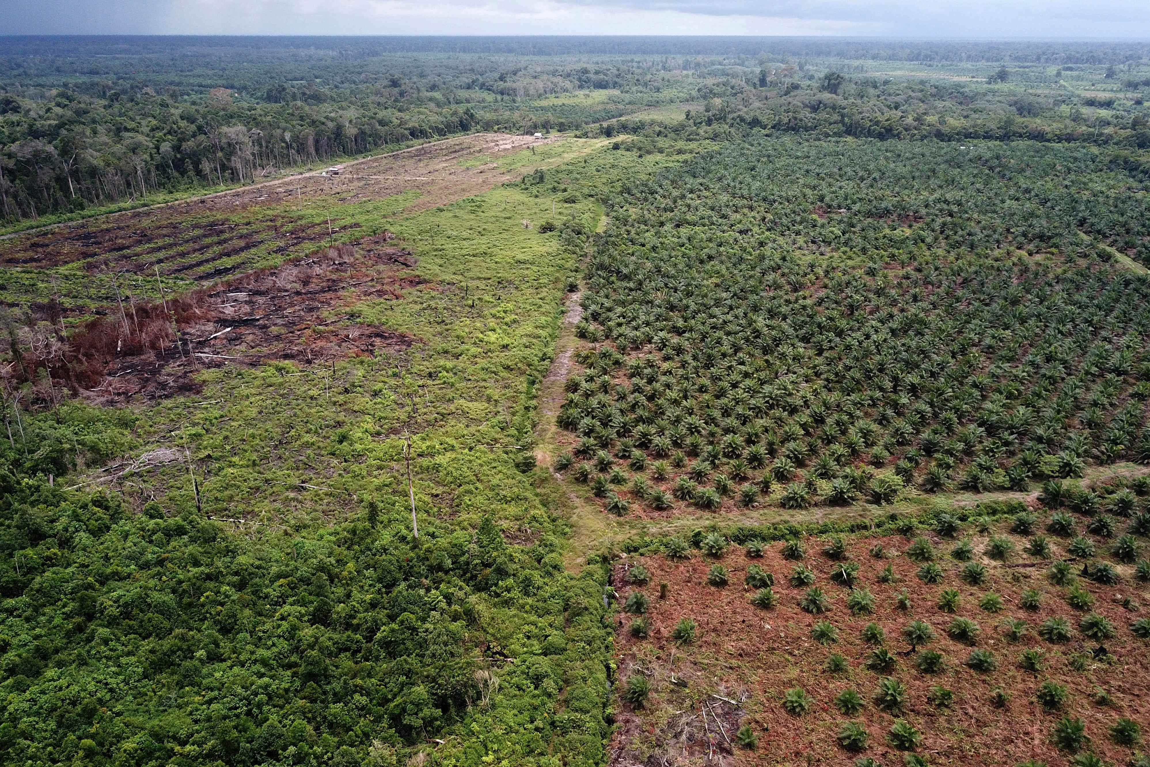 MPs urge ministers: Introduce deforestation rules now