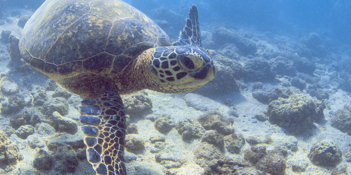 Gigantyczny żółw wyrzucony przez morze