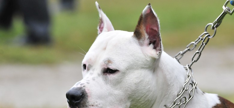 Wieluń. Przerażające sceny. Amstaff pogryzł 2-latkę