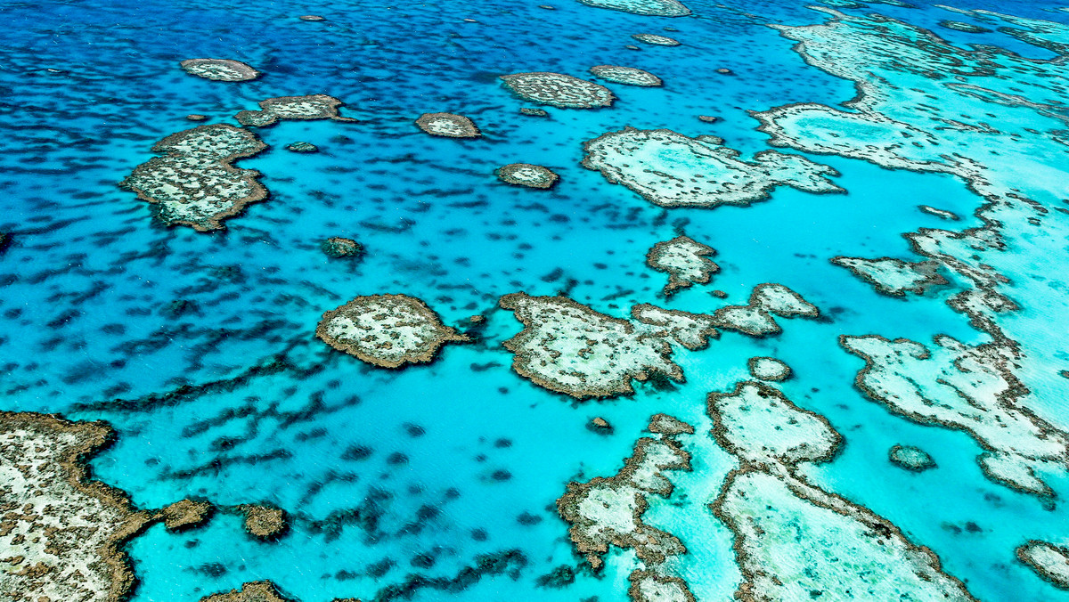UNESCO: Wielka Rafa Koralowa w Australii poważnie zagrożona