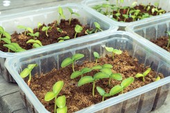 Japońska metoda uprawy ogórków. Dzięki niej sadzonki będą mocne i zdrowe