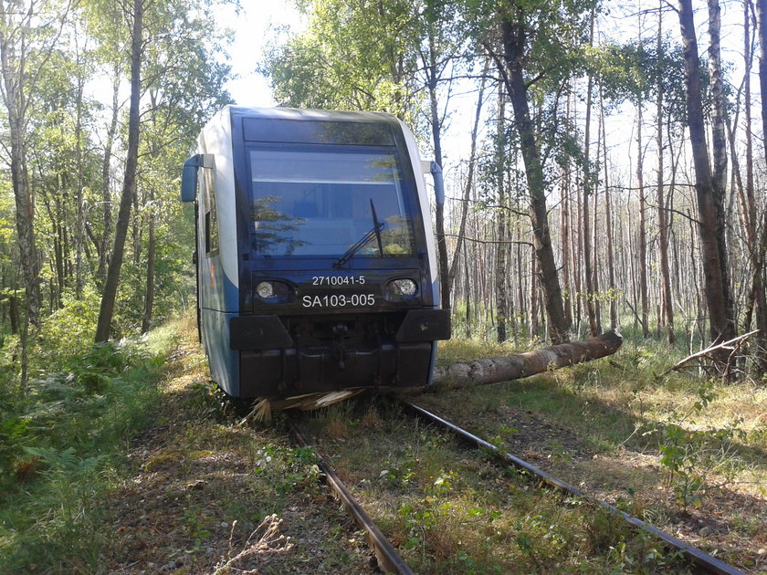 Bobry wykoleiły pociąg