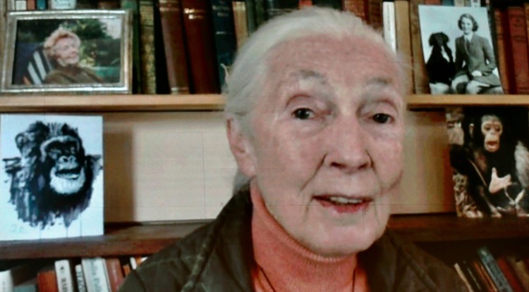 Jane Goodall