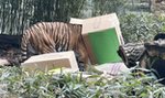 Urodziny tygrysa we wrocławskim zoo. Tengah sam rozpakował prezent! [WIDEO]