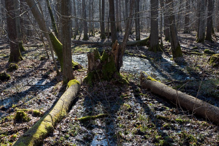 W Puszczy Białowieskiej w Nadleśnictwie Białowieża wycięto już prawie 7,5 tys. drzew