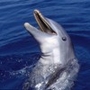 Delfin (ilustracija)