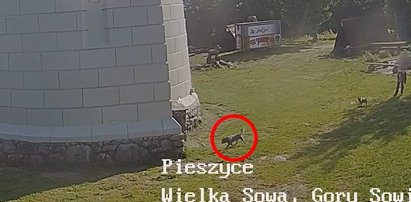 Koszmarny wypadek na Wielkiej Sowie! Psiak spadł z wieży widokowej [DRASTYCZNE NAGRANIE]