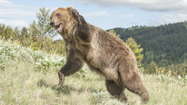 Polak zabity przez niedźwiedzia w Armenii