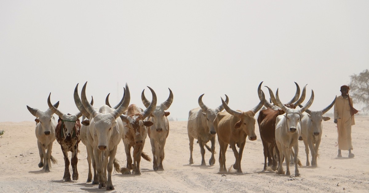 Kano Agro-pastoral Dev Project reserves ₦160m to vaccinate 1.8m livestock - Vimarsana News