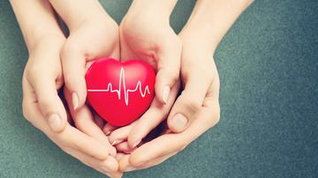 Szívügyeink: az artériák és a vénák - Figyeljen minden szívdobbanásra!