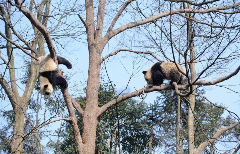 Przedszkole dla pand w Chengdu. Najsłodsze miejsce na świecie!