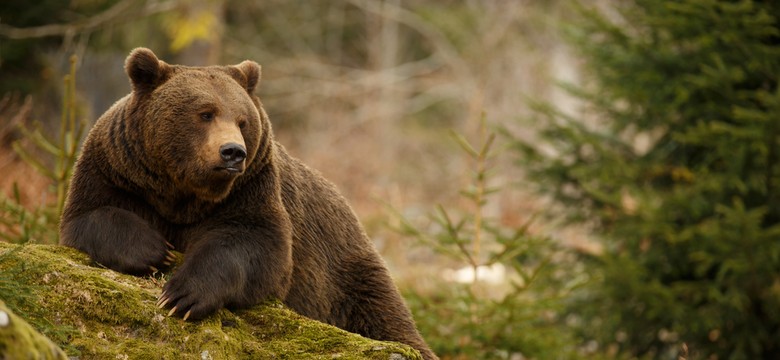 Niedźwiedź zaatakował człowieka w Bieszczadach. Mężczyzna ma przegryzioną dłoń