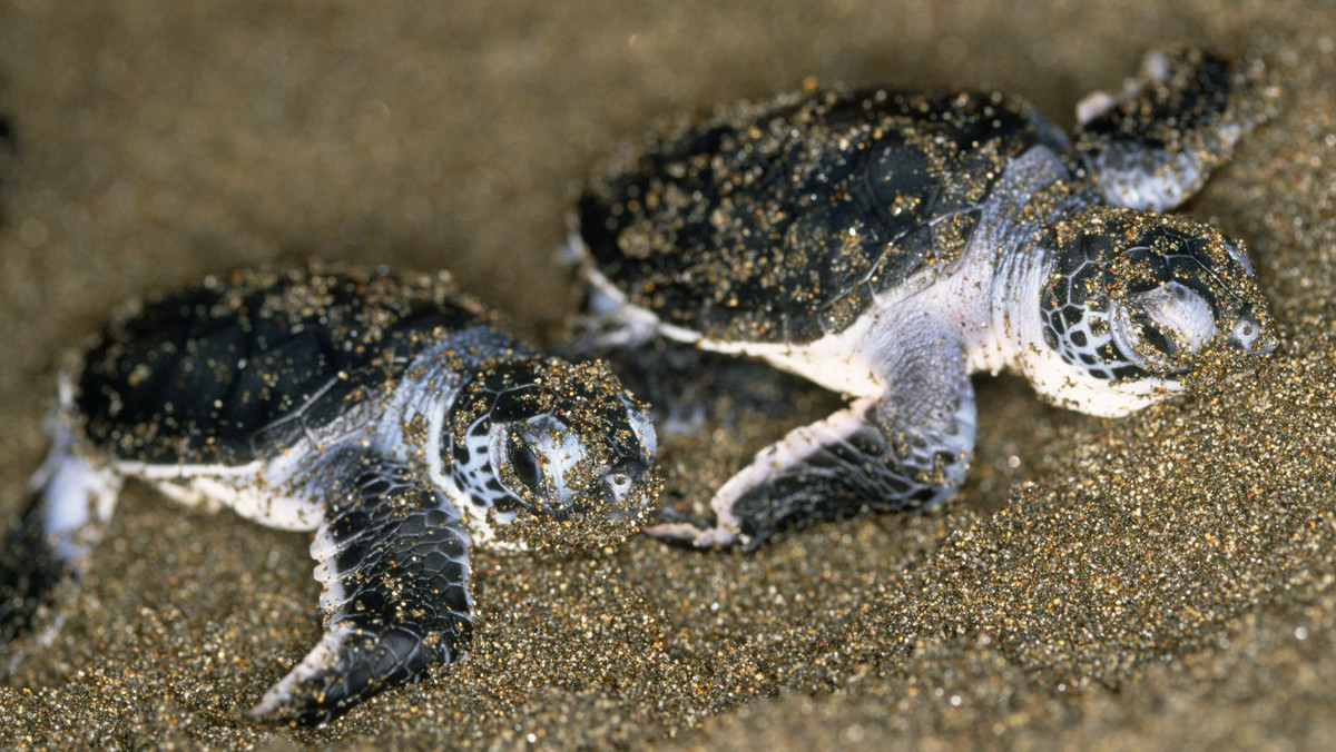 Koronawirus. Brazylia. Na plaży wykluły się zagrożone wymarciem żółwie