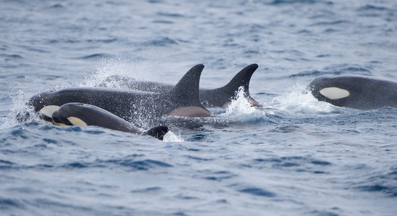 A pod or orcas, or killer whales, with a baby orca among them.Getty Images