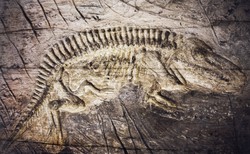 Sensacja naukowa! Polacy odkryli naczynia krwionośne z białkami sprzed ćwierć miliarda lat