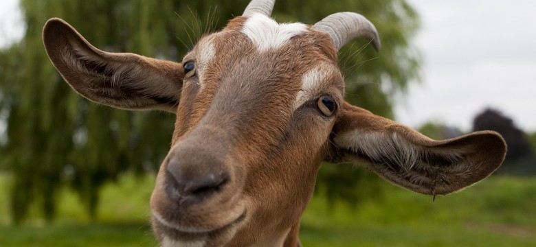 Tragedia w zoo w Lubinie. Głupota zwiedzających doprowadziła do śmierci kozy