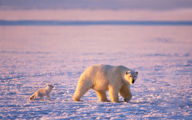 arktyka niedźwiedź polarny lis arktyczny