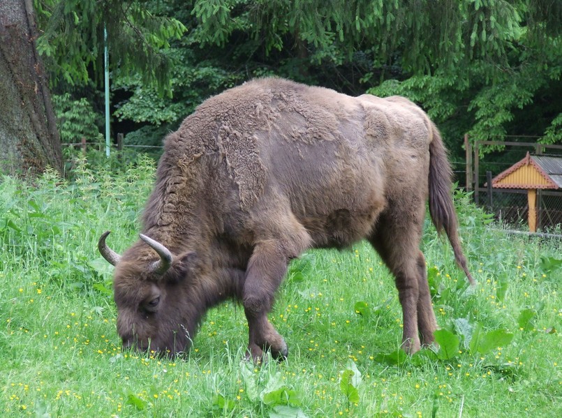 Puszcza Białowieska - ziemski raj dla zwierząt