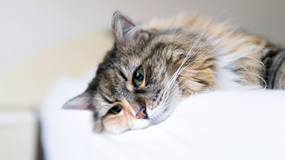 Koty przeżywają żałobę na różny sposób - Kristina Blokhin/stock.adobe.com