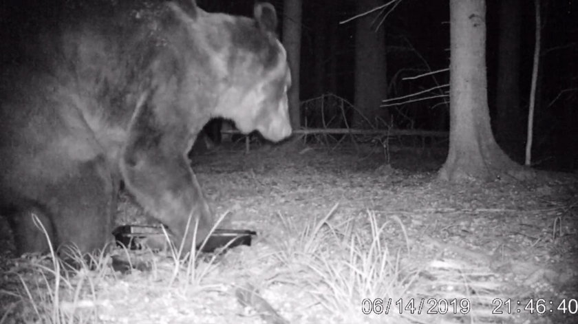 Niedźwiedź grasuje w Puszczy Białowieskiej