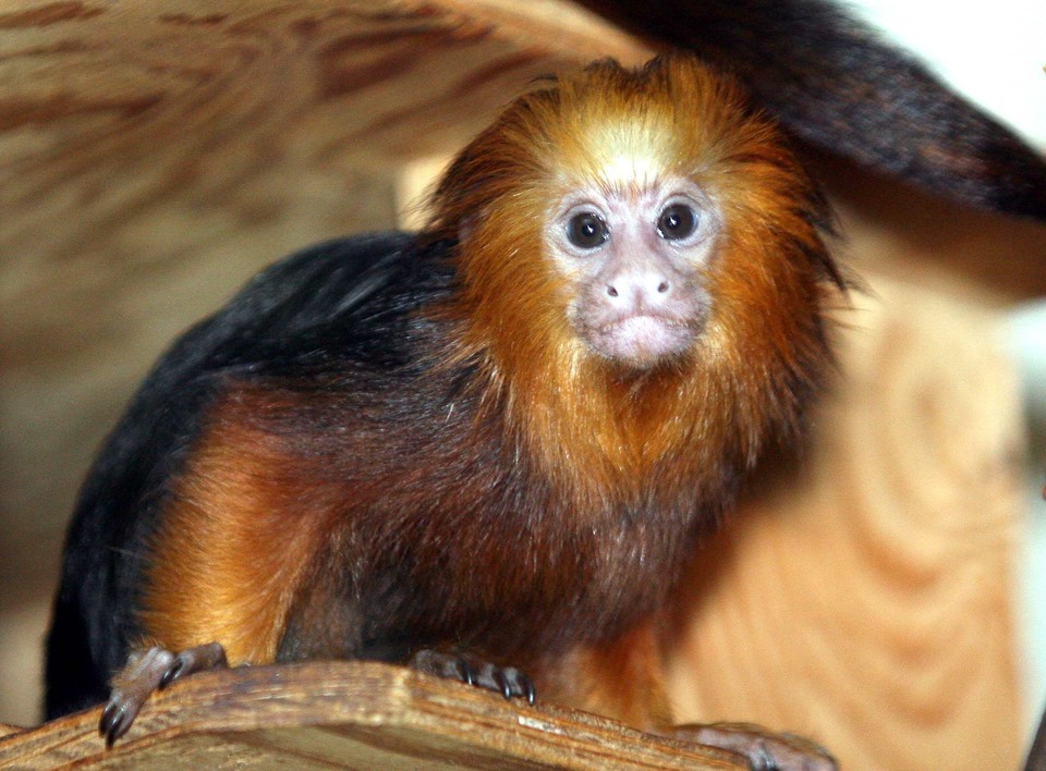 POZNAŃ ZOO MAŁPKI