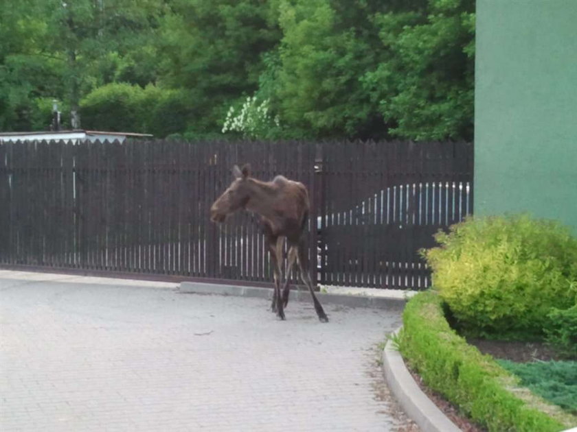 Łoś szalał po Krakowie!