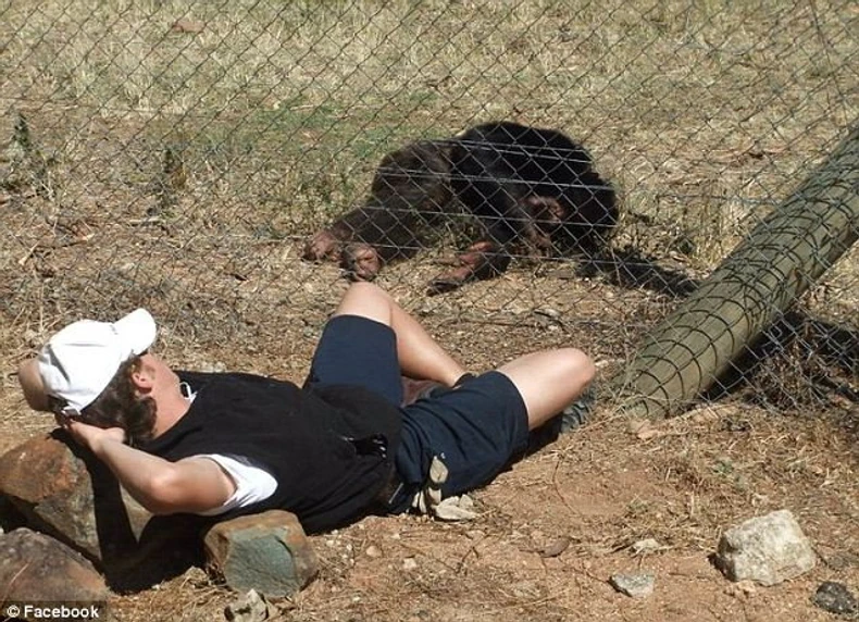 Fotografija sa Endrjuovog Fejsbuk profila s jednom od šimpanzi