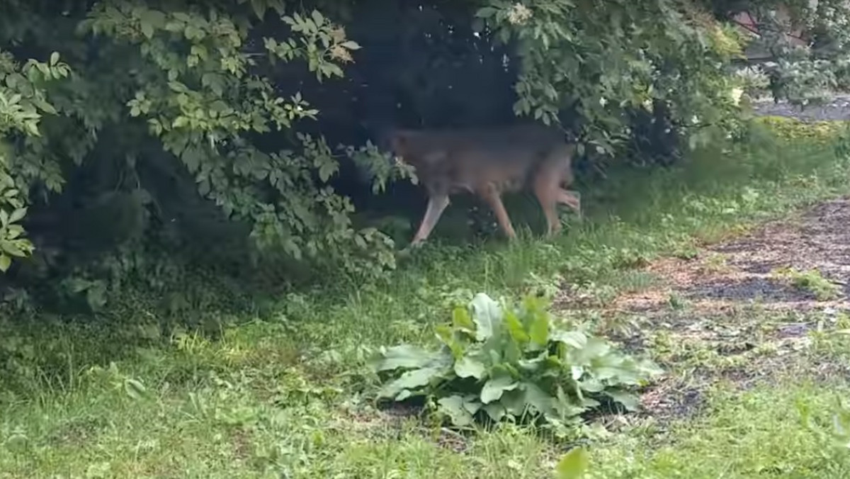 Wciąż nie jest znane pochodzenia zwierzęcia, które we wtorek pogryzło dzieci w Bieszczadach. Wiadomo natomiast, że nie było ono chore na wściekliznę. Według świadków zdarzenia i lekarzy weterynarii, którzy je oglądali, osobnik "zewnętrznie wygląda na wilka" i "ma jego cechy budowy ciała".