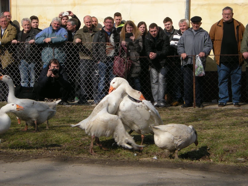 Finalna borba "Gusanijade"