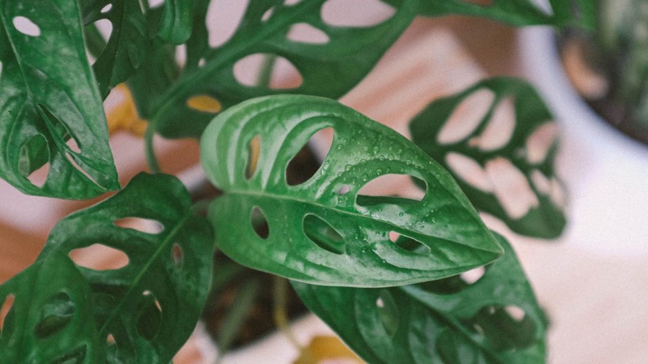 Monstera "Monkey Mask"