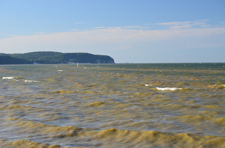 Sinice w Bałtyku przy sopockiej plaży