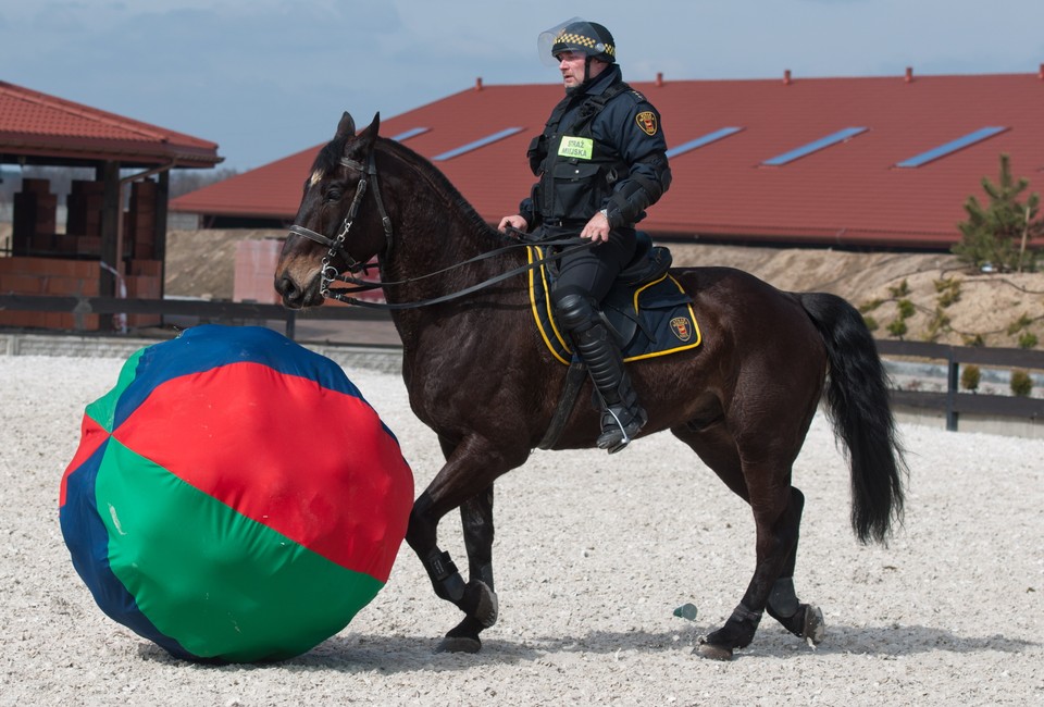 Szkolenie sekcji konnych straży miejskiej