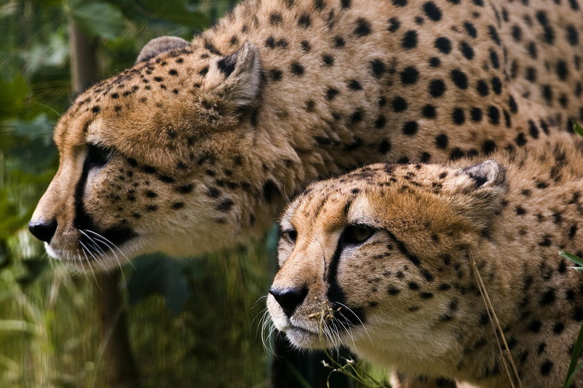 Gepardy z gdańskiego zoo