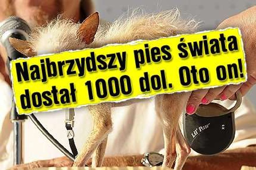 Najbrzydszy pies świata dostał 1000 dol. Oto on!