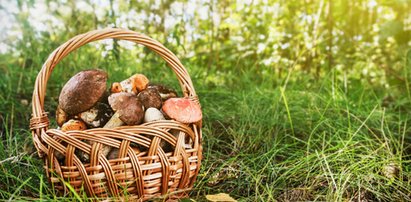 65-latek zapamięta ten dzień do końca życia. Podróż na grzyby kosztowała go... 3800 zł